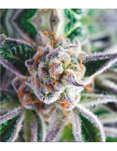 Pyramid Seeds - Usa Strain - Do-Si-Dos Femminizzata - 5 Semi + 2 Gratis