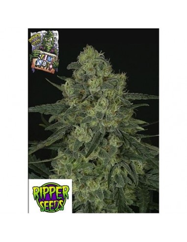 RIPPER SEEDS - CRIMINAL +  - 1 SEME FEM