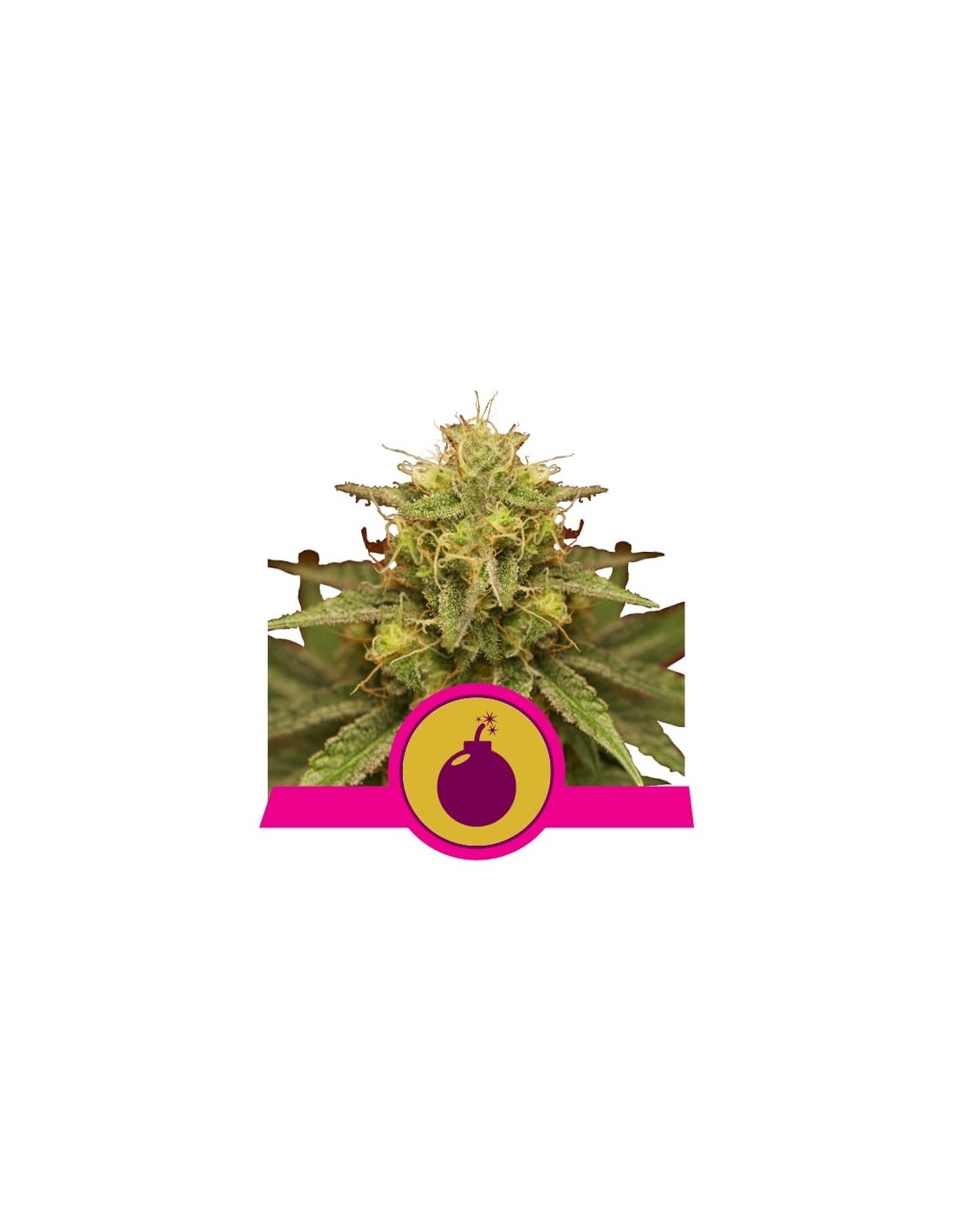 Royal Queen Seeds - Royal Domina Femminizzata - 5 Semi