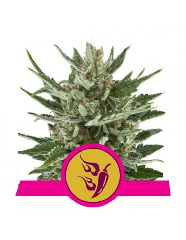 Semi femminizzati di cannabis - RQS - Royal Queen Seeds