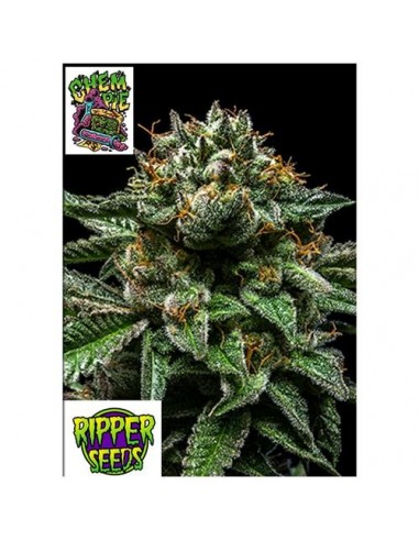 Ripper Seeds - Chempie - 1 seme