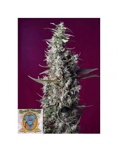 Sweet Seeds - Sweet Cherry Pie - 3 Semi + 1 Gratis