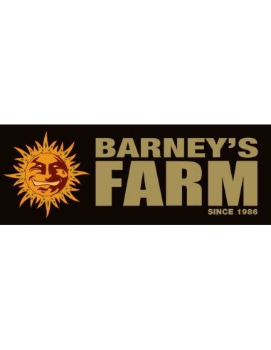 Barney's Farm - Blueberry OG - 1 Seme - Femminizzato Da Collezione