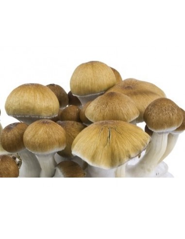 Spore in Siringa - Psilocybe Cubensis Dutch King Messicani 10mL