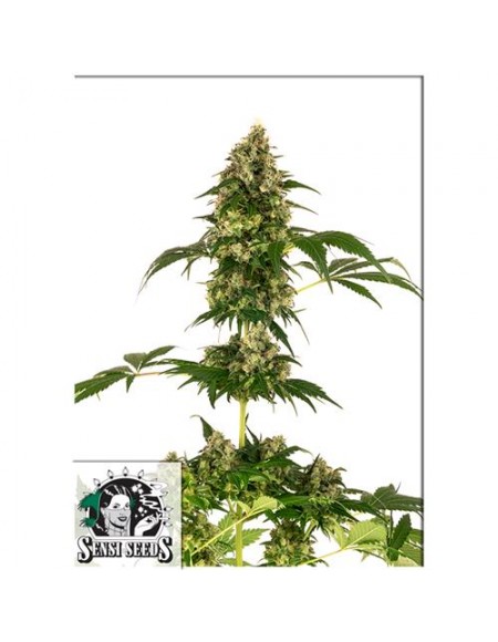 Sensi Seeds Cobalt Haze (Ex Sensi 11) 10 Semi