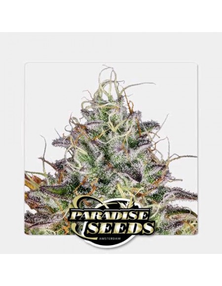 Paradise Seeds - Apricot Candy - 10 Semi