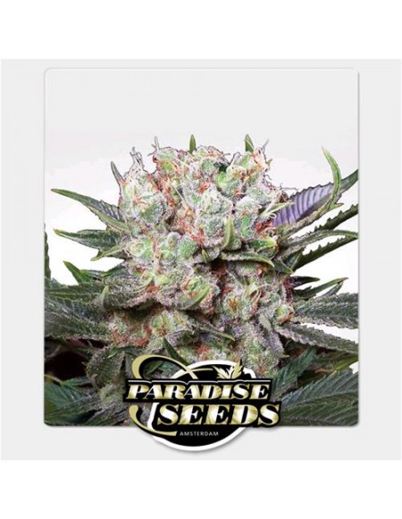 Paradise Seeds - Californian Gold Fem - 3 Semi