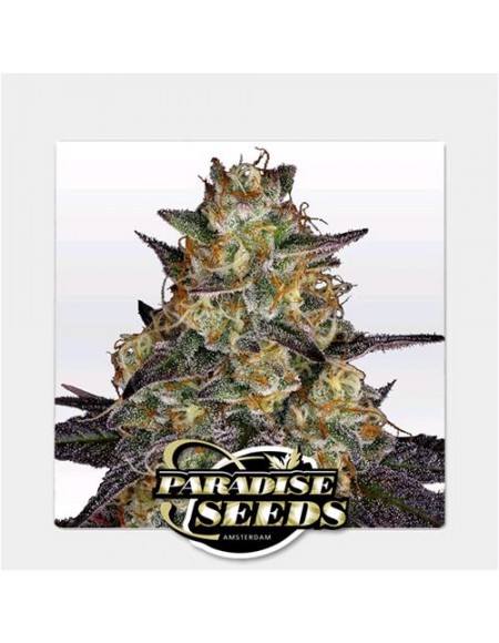 Paradise Seeds - El Dorado Og Fem- 3 Semi