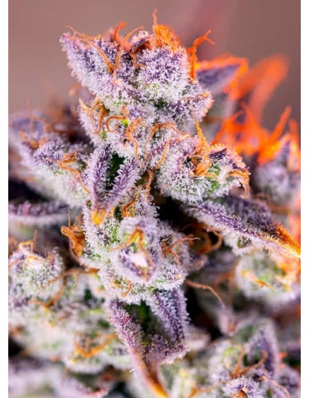 Sweet Seeds - Tropicanna Poison XL Auto - 3 Semi + 1 Gratis