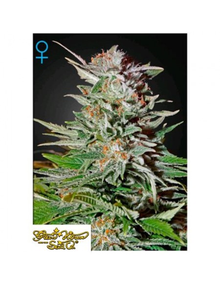 Green House Seeds - Super Lemon Haze Auto - 3 Semi