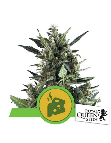 Royal Queen Seeds - Blue Cheese Automatic - 3 Semi