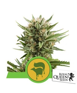 Super Skunk Semi Autofiorenti di White Label – Sensi Seeds