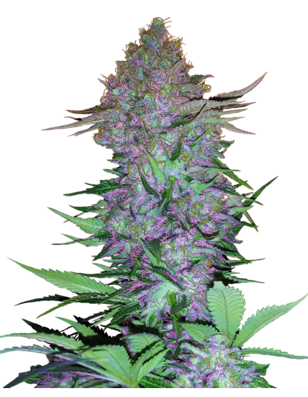 Sensi Seeds - Purple Skunk Auto - Research - 1 Seme