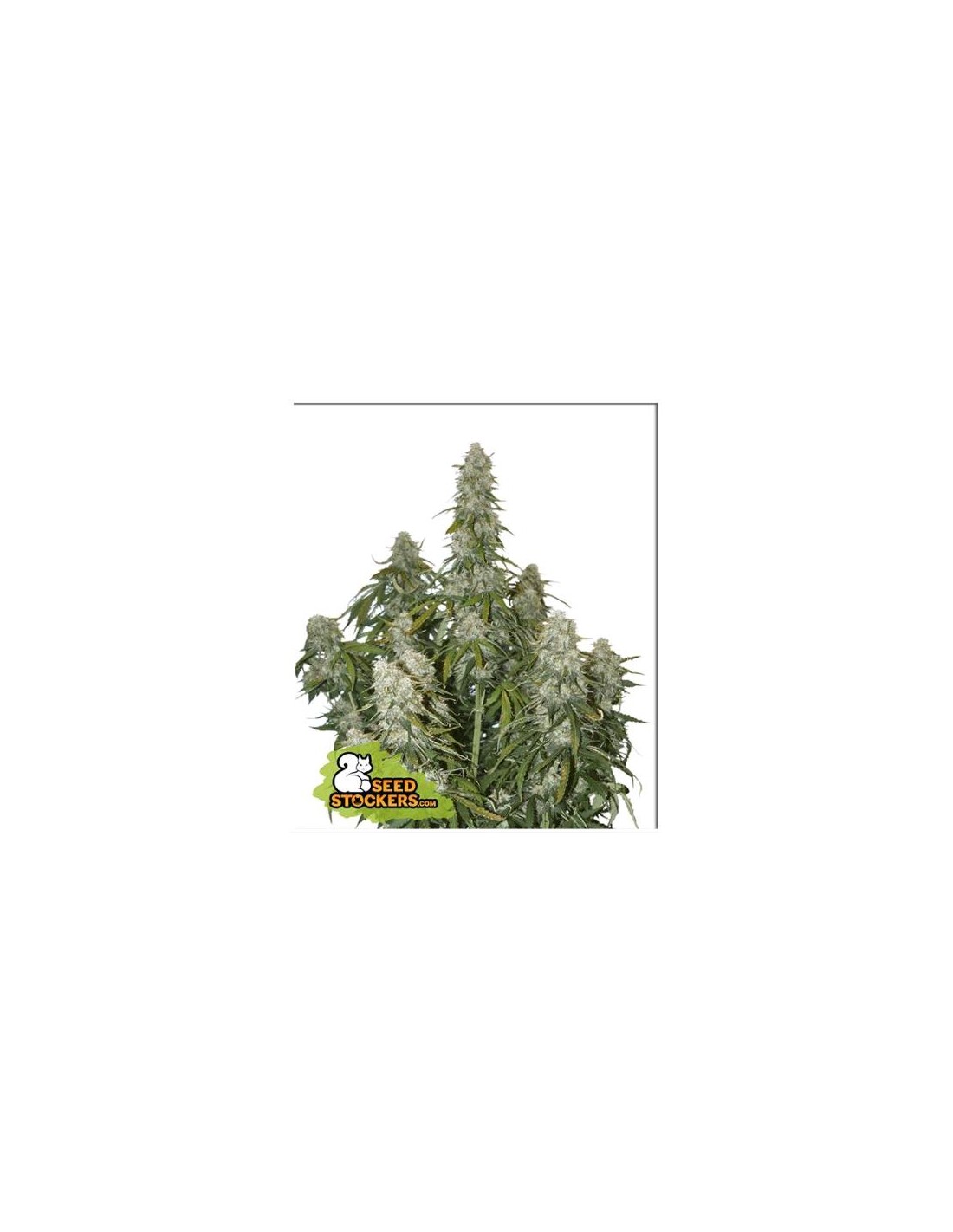 Acquista semi femminizzati Big Bud Autoflower di Seed Stockers