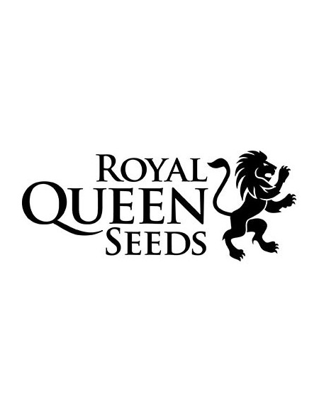 Royal Queen Seeds - F1 Hybrids - Cosmos Cbd F1 Auto - 3 Semi