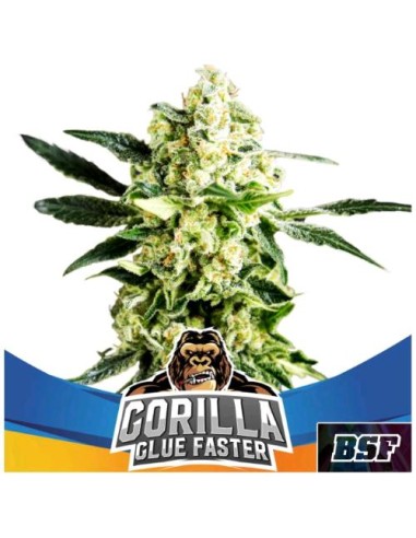 BSF - Gorilla Glue Fast - fem -12 semi