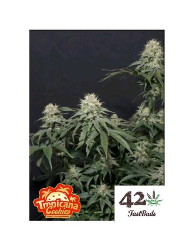 Fast Buds - Tropicana Cookies  FF - fem - 5 semi