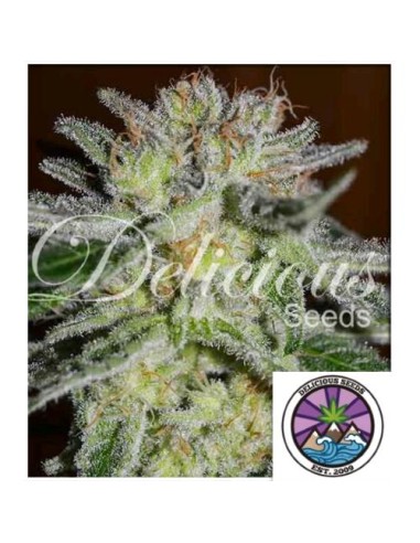 Delicious Seeds Northern Light Blue Fem 10 Semi