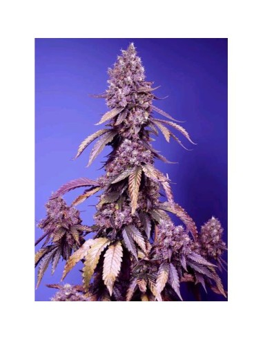 Sweet Seeds - Black Muffin Fem - F1 Fast Version - 100 Semi