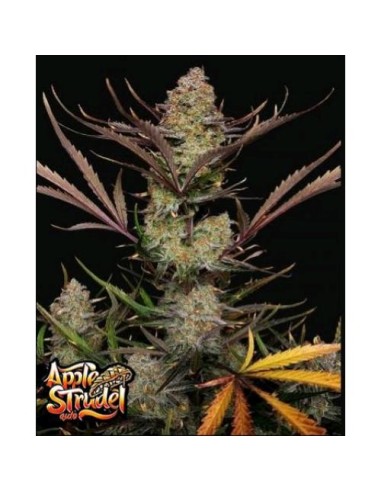 Fast Buds - Apple Strudel Auto - 5 Semi