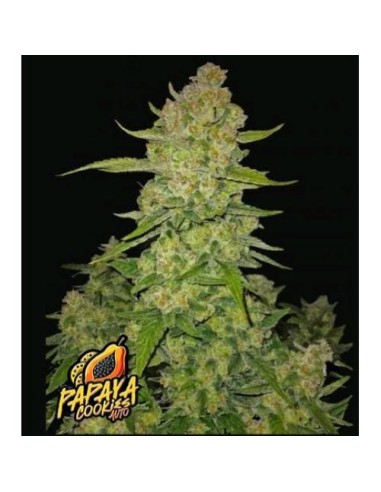 Fast Buds - Papaya Cookies Auto - 1 Seme