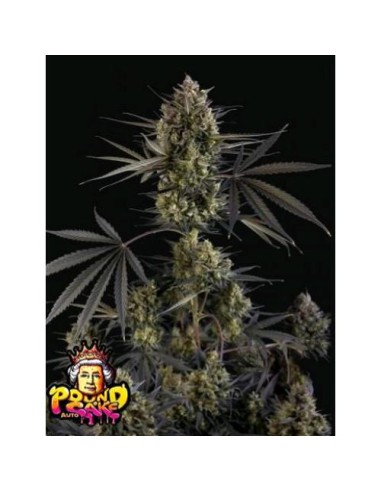 Fast Buds - Pound  Cake Auto - 1 Seme