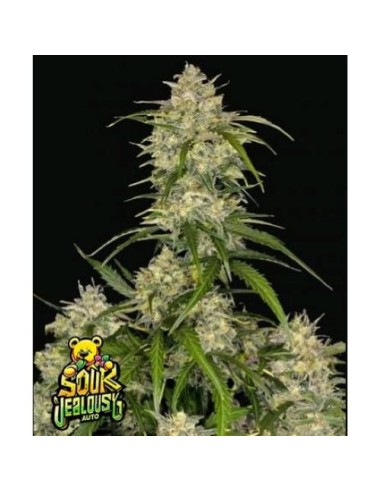 Fast Buds - Sour Jealousy Auto - 5 Semi