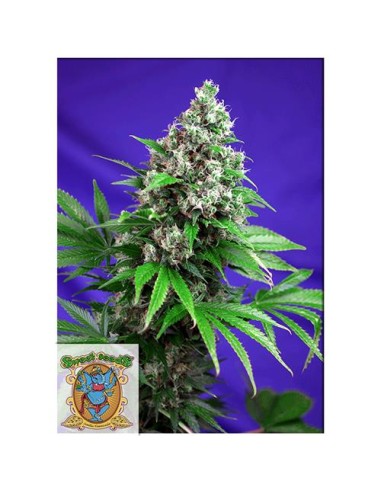 Sweet Seeds - Killer Kush F1 Fast Version - 3 Semi + 1 Gratis