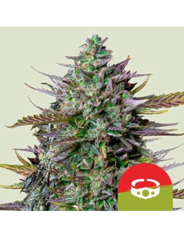 Royal Queen Seeds x Tyson - GOAT'lato 1 Seme - Auto