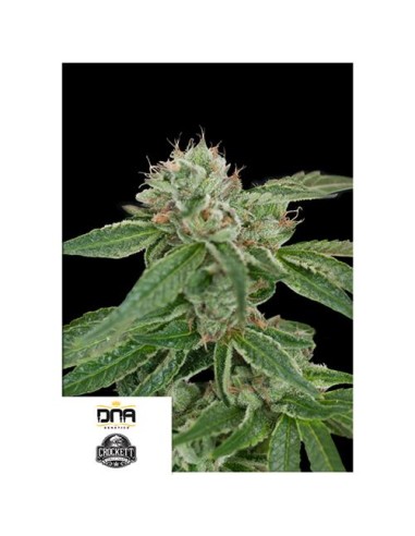 DNA Genetics - Crocketts Confidential - Regolari 12 semi