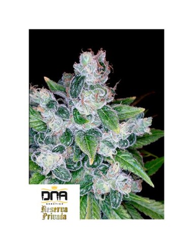 DNA Genetics - Kandy Kush - Femminilizzata 6 semi