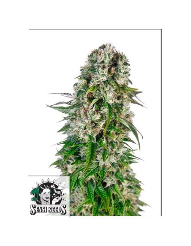 Sensi Seeds Big Bud Automatica Redux Series 3 Semi