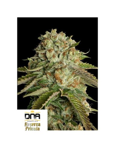 Esplora l'eccellenza di DNA Genetics Kosher Kush Femminizzata: 5 Semi. Coltiva la tua esperienza con noi!