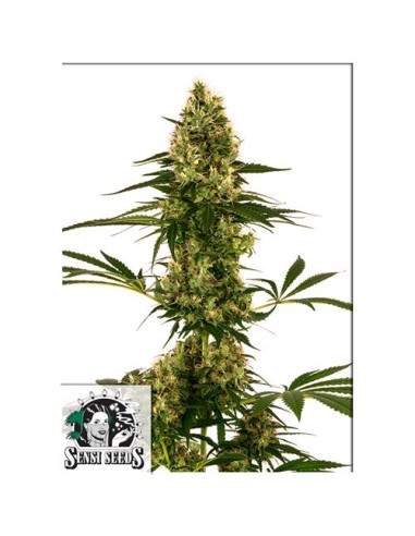 Esplora la potenza della Sensi Seeds Blue Bullet Auto. Fai crescere la tua felicità in ogni semina. #BlueBulletAuto #SensiSeeds