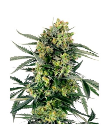 Sensi Seeds Blueberry Zkittlez Auto: aroma fruttato, rapida fioritura e resa abbondante in ogni condizione.