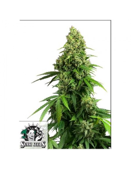 Sensi Seeds Honey Melon Kush: indica dolce con aromi fruttati, fioritura rapida di 50-60 giorni, ideale per indoor