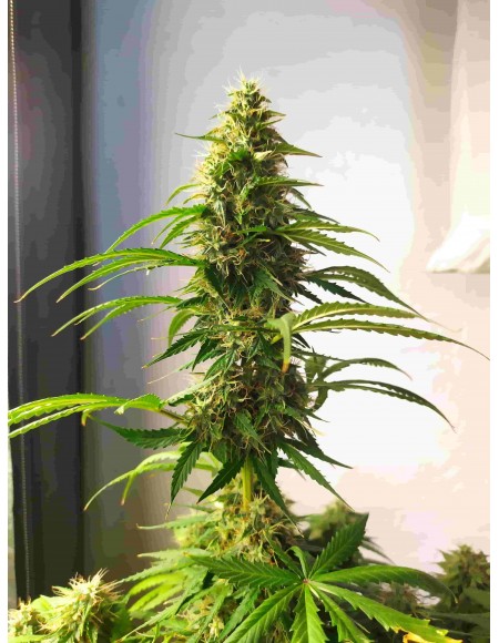 Sensi Seeds - Mandarine Punch Auto - Research - 10 Semi