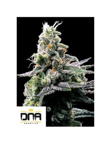 Purple Kosher Femminizzata di DNA Genetics: potenza, qualità e colori vibranti in 5 semi.