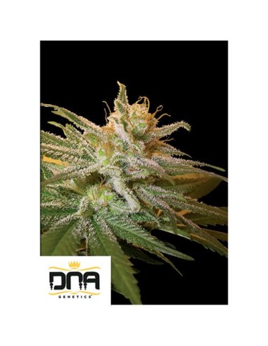 Scopri Kushberry Femminizzata di DNA Genetics: Il Mix Perfetto di OG Kush e Blueberry