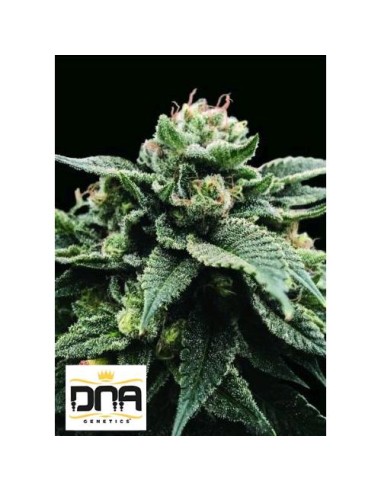 DNA Genetics Sorbet Stash Femminizzate 6 semi