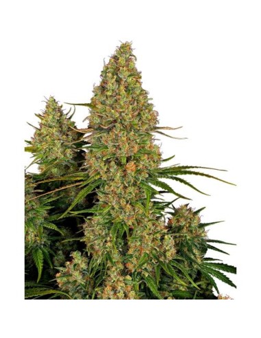 Esplora la potenza e l'aroma agrumato di Sensi Seeds Sticky Orange XXL Auto, un'autofiorente di prima classe