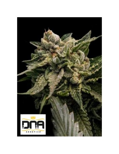 DNA Genetics Strawberry Sorbet Femminizzata 6 semi