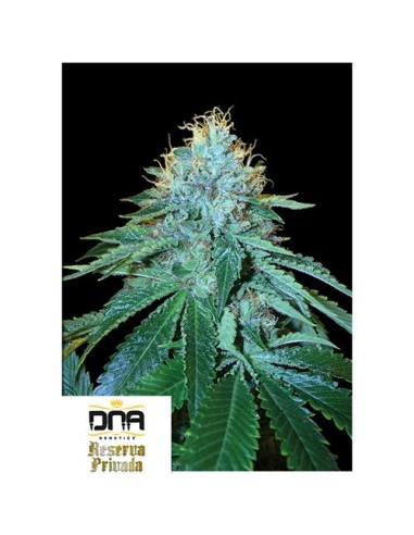 DNA Genetics OG18 Femminizzata 3 Semi