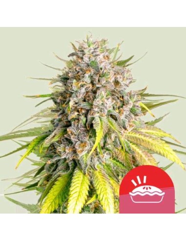 Royal Queen Seeds x Tyson Punch Pie Femm 1 Seme