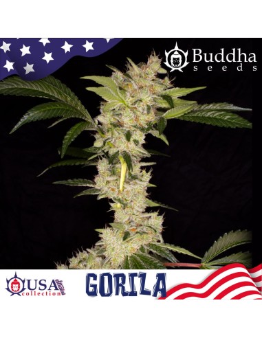 Buddha Seeds Gorila Fem 3 Semi USA Collection