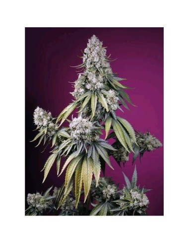 Sweet Seeds Jealousy Z XL Auto 3 Semi +1 Autofiorenti 2024