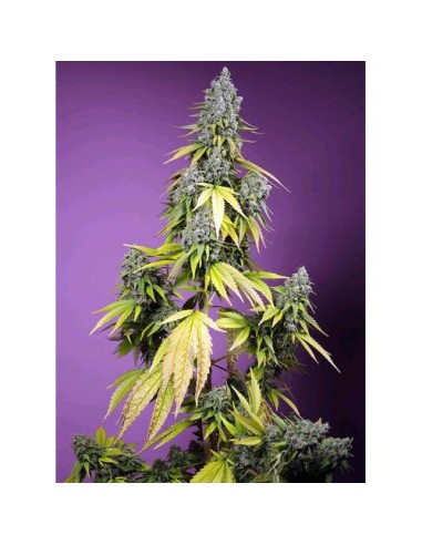 Sweet Seeds Jet Fuel Mandarine XL Auto