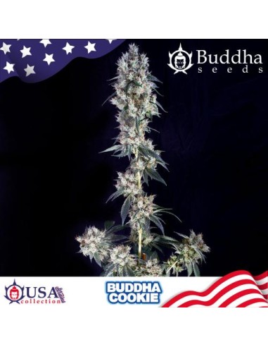 Buddha Seeds Cookie Fem 1 Seme USA Collection