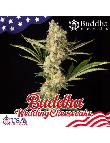 Buddha Seeds Wedding Cheesecake Fem USA Collection