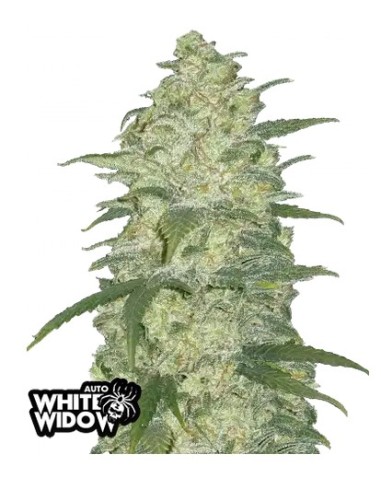 Original Auto White Widow di 420 Fast Buds: la migliore autofiorente, alta resa e facile coltivazione